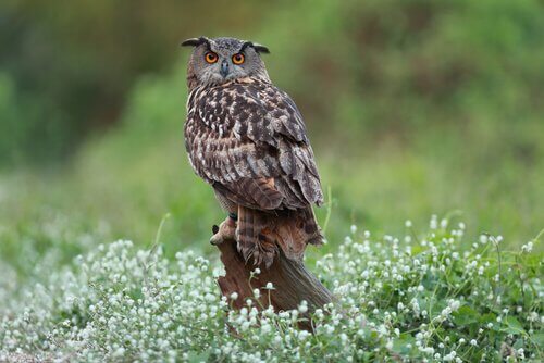 espécies de corujas