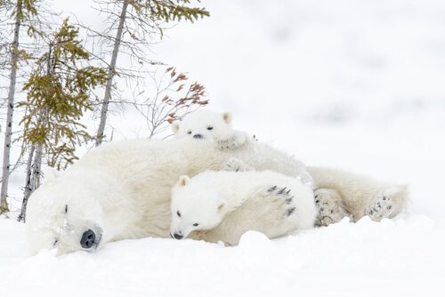 Ursa polar com filhotes