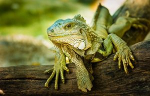 5 cuidados básicos com uma iguana de estimação