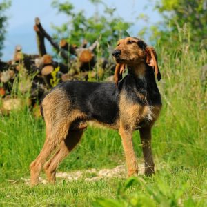 Raças de cães: sabujo italiano
