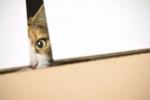 A curiosidade matou o gato?