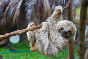 Curiosidades sobre o bicho-preguiça