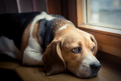 Cachorro olhando triste pela janela