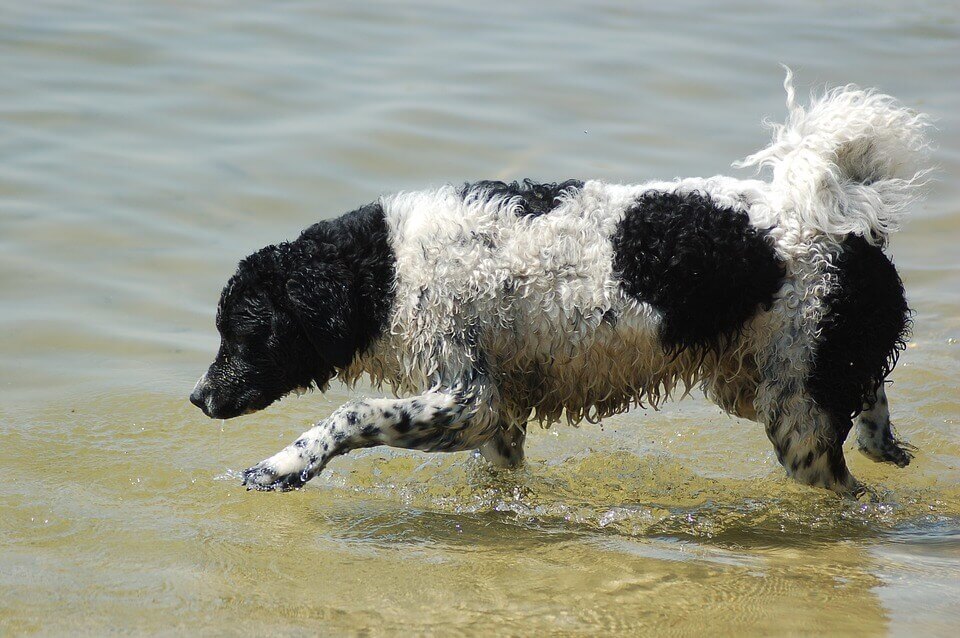 Cão d'água frisão
