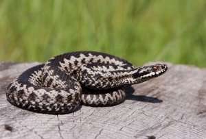 Diferenças entre cobras e víboras