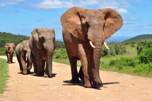 Diferenças entre elefantes asiáticos e africanos