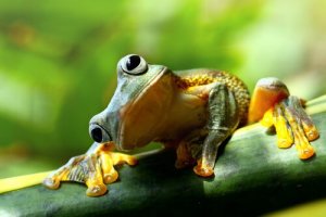 Diferenças entre sapos e rãs