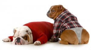 Disfunção erétil em cães: saiba mais sobre esse problema