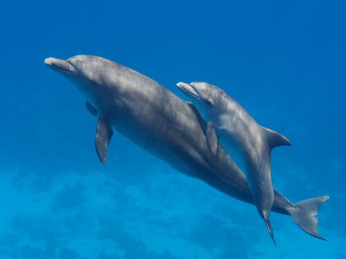 Golfinho fêmea com sua mãe