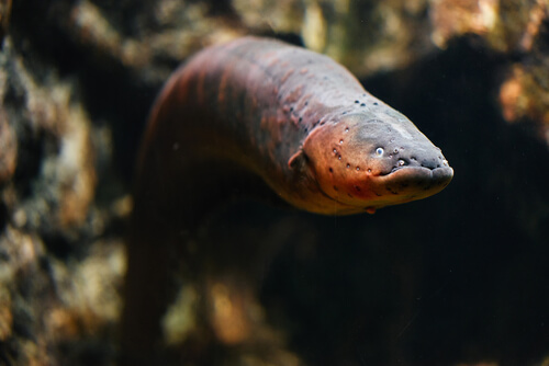 Enguia: saiba mais sobre esse temido peixe