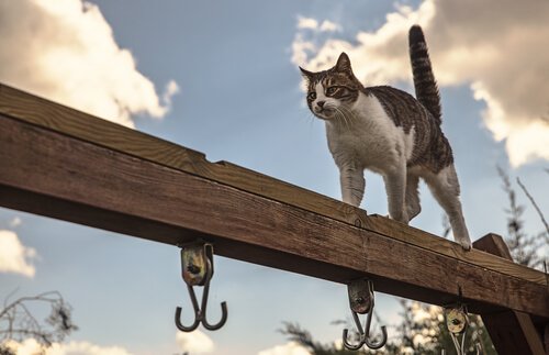 gato cambaleia ao caminhar