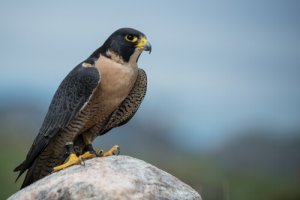 5 espécies de falcões