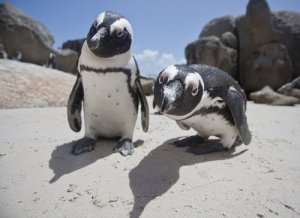 Quantas espécies de pinguins existem?