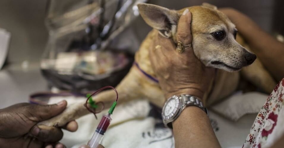 Exame de sangue em cachorro