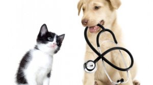 Confira os exames que seu pet deve fazer todo ano