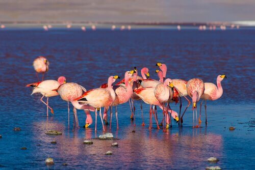 Flamingos