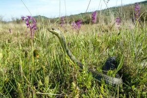 A fauna dos Pirineus: conheça 5 espécies