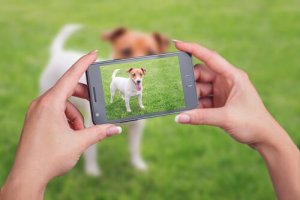 Como fazer um vídeo de seu animal de estimação?