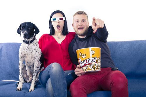 cinema para cães: assistir a um filme com seu amigo