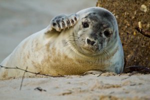 5 animais que vivem na praia