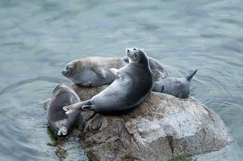 vida das focas