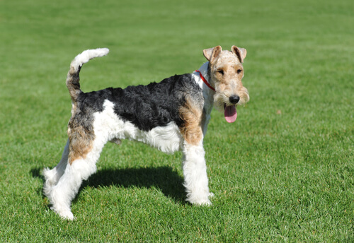 Fox Terrier