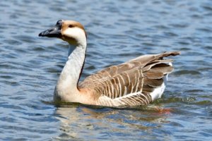 5 espécies de gansos: venha conhecê-las!