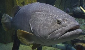 Como é a fauna da ilha da Madeira?