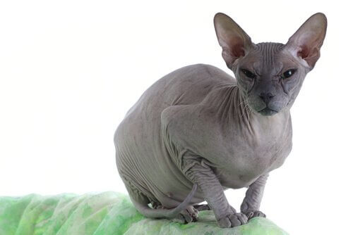 Gato Donskoy: careca e inteligente