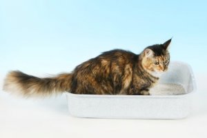 O que você deve fazer se seu gato dorme na caixa de areia?