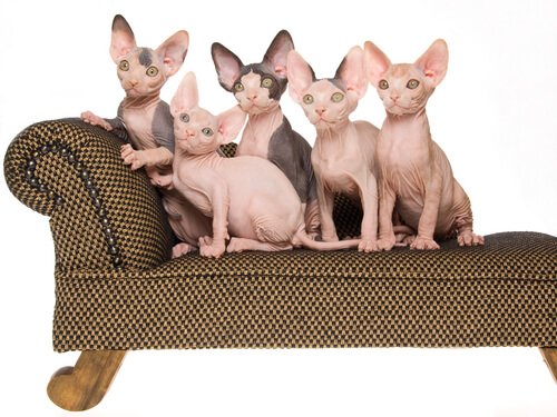 Gato Sphynx