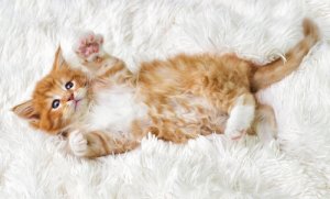 Qual é o gato mais calmo?