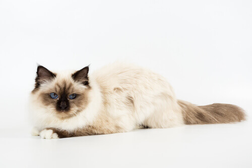 sagrado da Birmânia