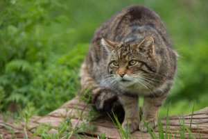 Gato selvagem: características, comportamento e habitat