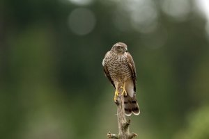 O gavião: características e comportamento