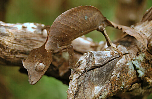 gecko que parece uma folha