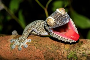 Como são os geckos?