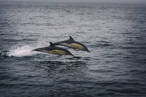 Golfinhos na natureza
