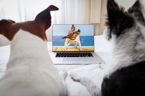 fazer um vídeo de seu animal de estimação