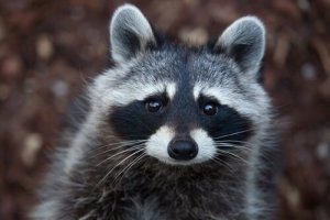 É possível ter um guaxinim como animal de estimação?