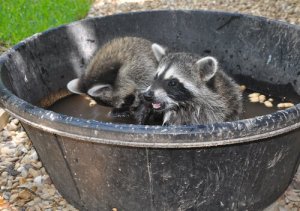 Por que não ter um guaxinim como animal de estimação?