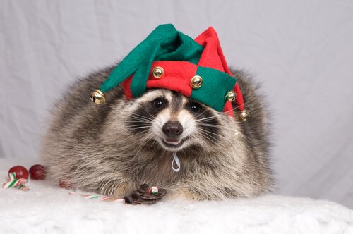 Guaxinim como animal de estimação?