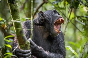 Uma guerra entre animais que durou quatro anos
