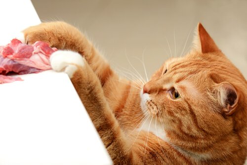 Um bom guisado de carne para seu gato