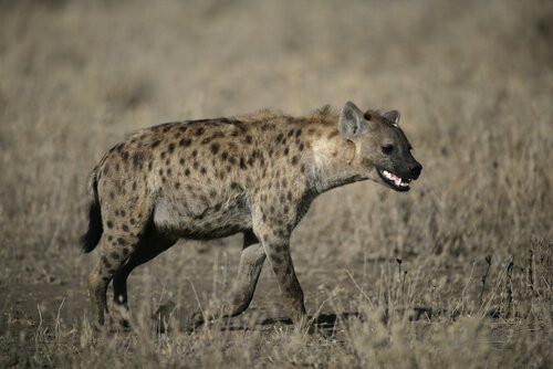 Hiena-malhada