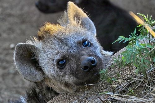 As 4 espécies de hienas da atualidade