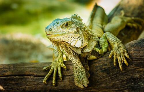 animais exóticos: iguana