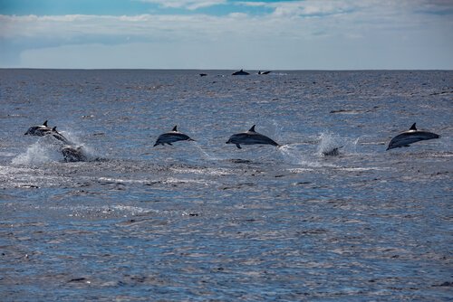 Golfinhos saltando