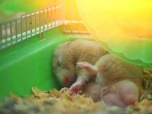 Saiba como prevenir a insolação em hamsters