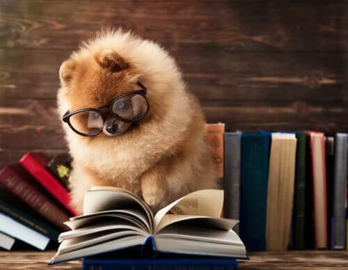 O experimento de inteligência em que os cães falham